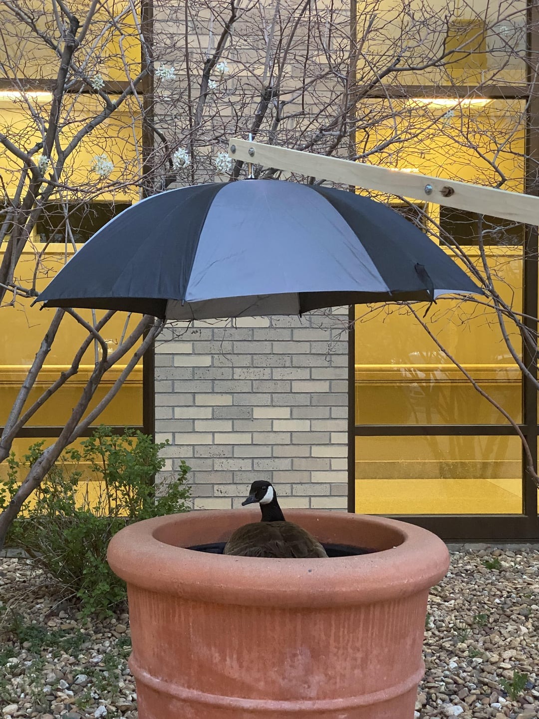 goose island patio umbrella UHRLGHS Garden Parasol, Parasol with 8 Sturdy Ribs, Outdoor Dining Table Umbrella with Button Tilting, Sun Shade Canopy for Lawn, Garden, Backyard, Pool : Patio, Lawn & Garden Unrivaled in its size and beauty Goose Umbrella Yellow or Pink
