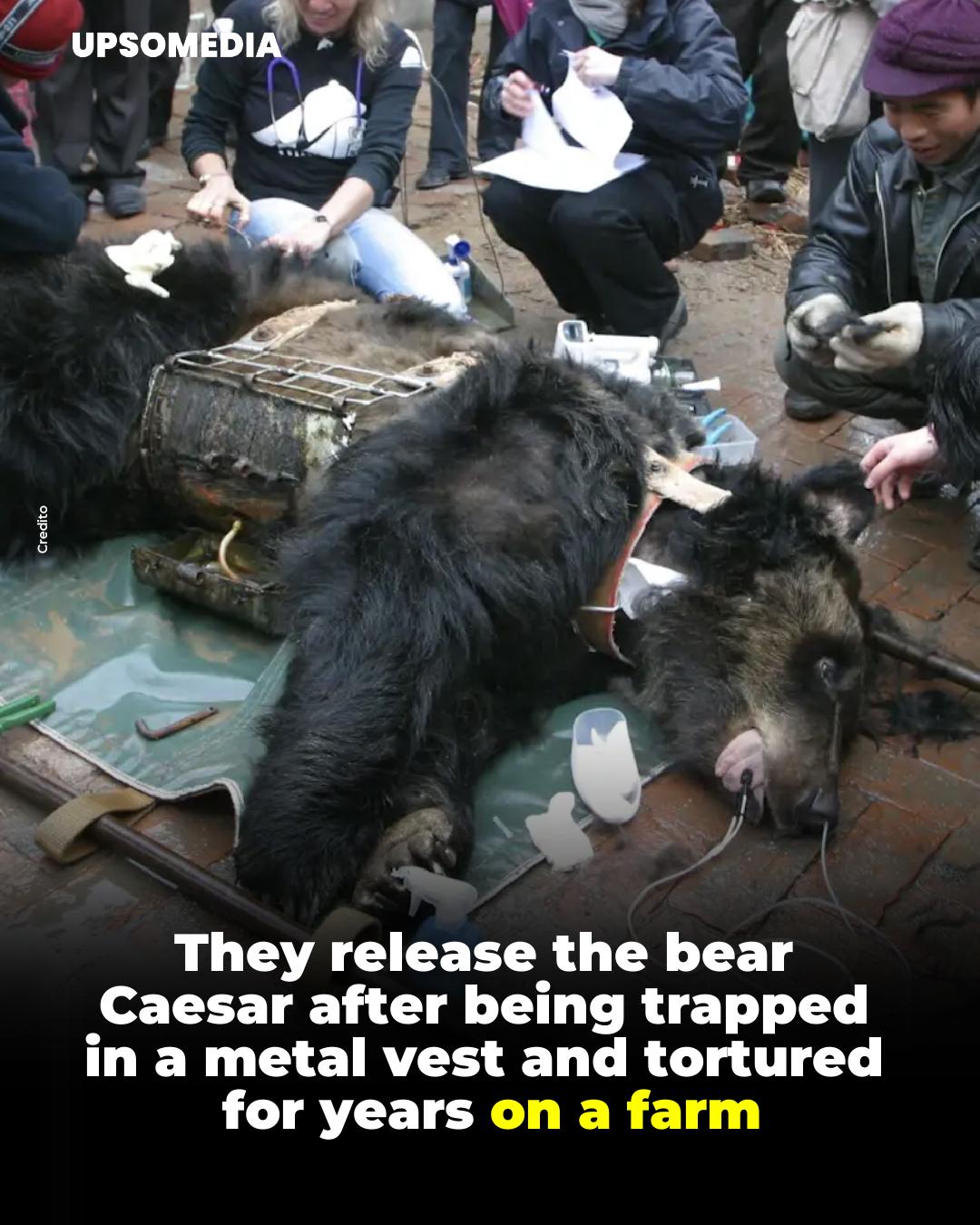 The Kiwi - For years, the bear Caesar lived in a tiny cage, trapped in ...
