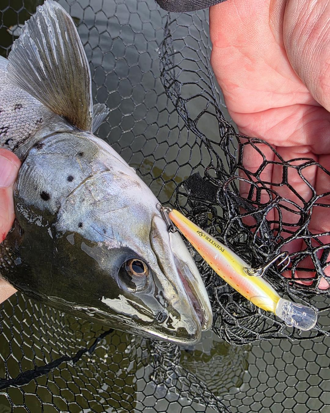Lucky Craft USA - Scott Patton Fishing has found that the SCREW POINTER ...