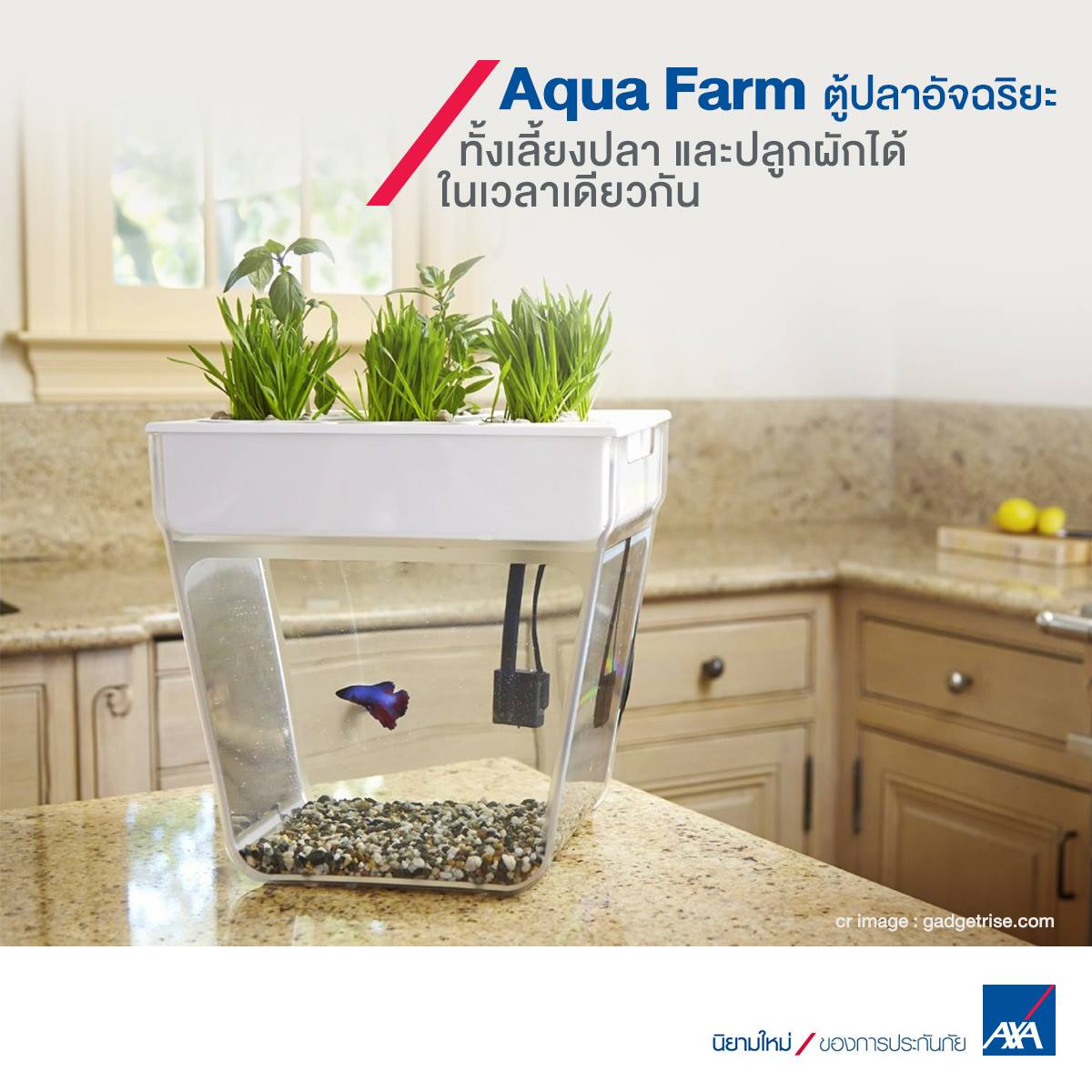 AXA Thailand - ไอเดียแปลกใหม่สำหรับคนรักปลา และรักสุขภาพ ตู้สุดพิเศษนี้ ...