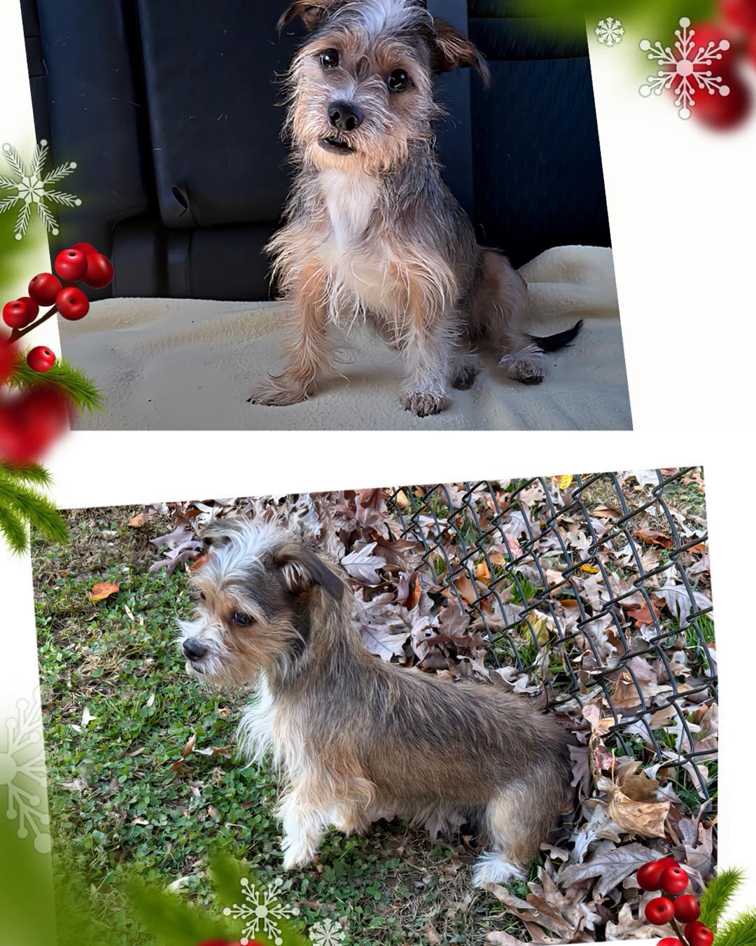Project - ️ ADOPTED ️ UPDATE: Due to the overwhelming amount of ...