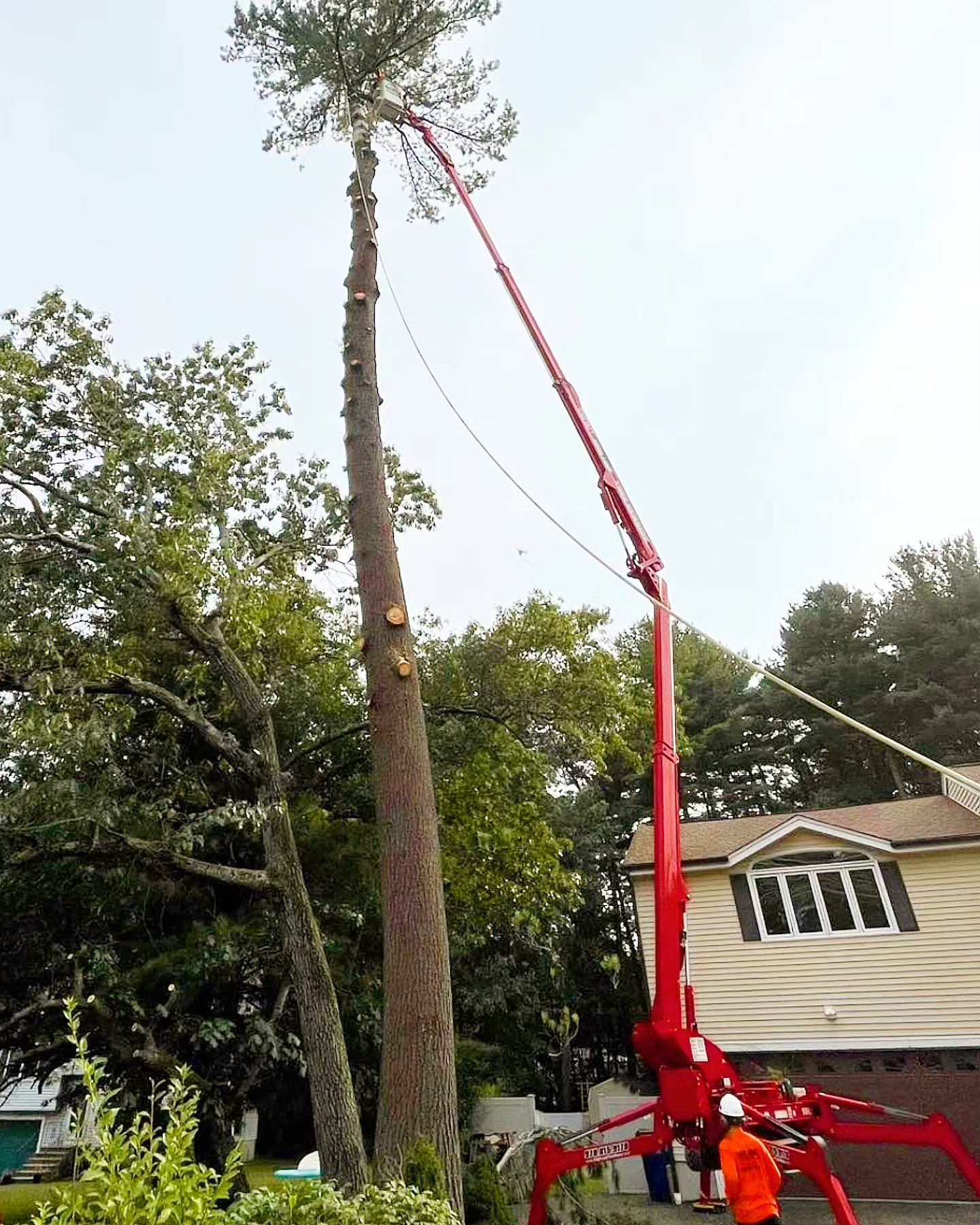 High Line Tree Service Massachusetts