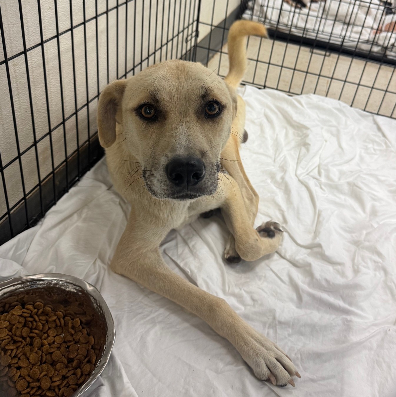 Humane - Intake type: ACO Stray Intake date: 10/17 Found: Sandbar Ln ...