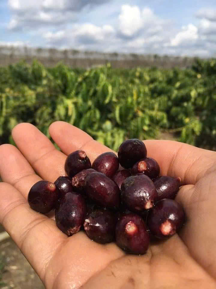 RÔYA FARM
