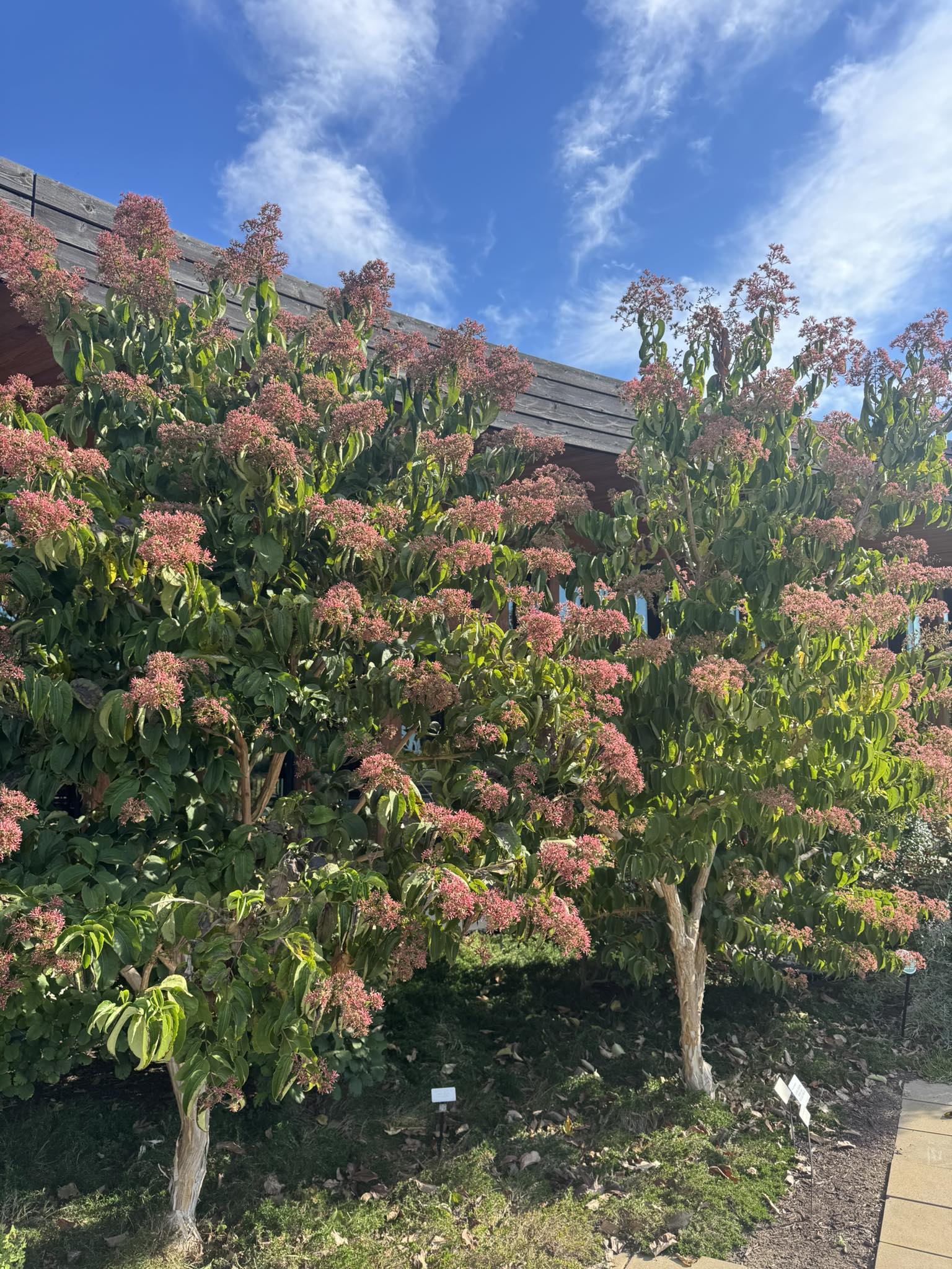 Waterfront - Seven-Son Flower 🌱 Heptacodium miconoides “Temple of Bloom ...