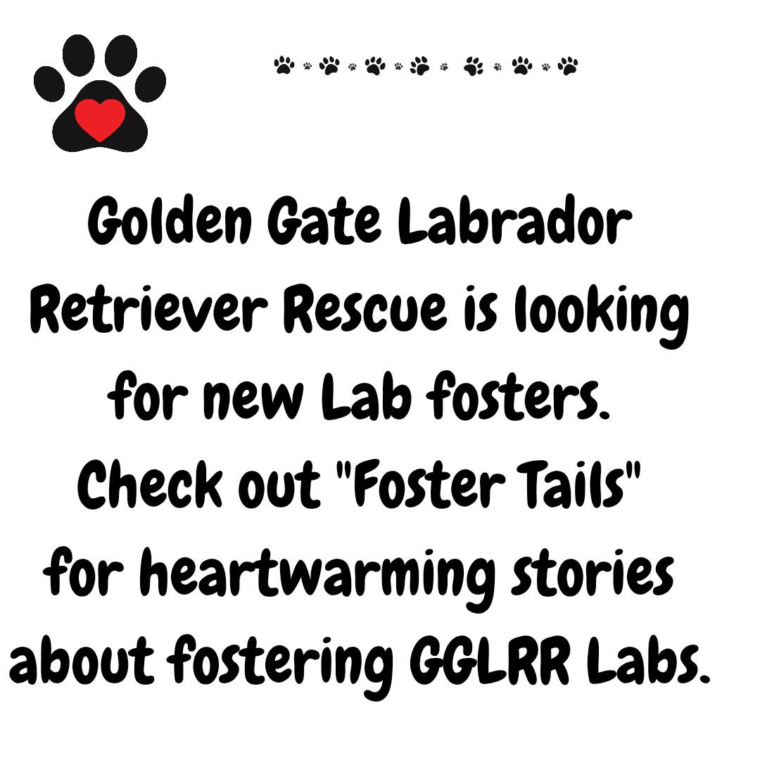 Golden Gate Labrador Retriever Rescue | San Francisco CA
