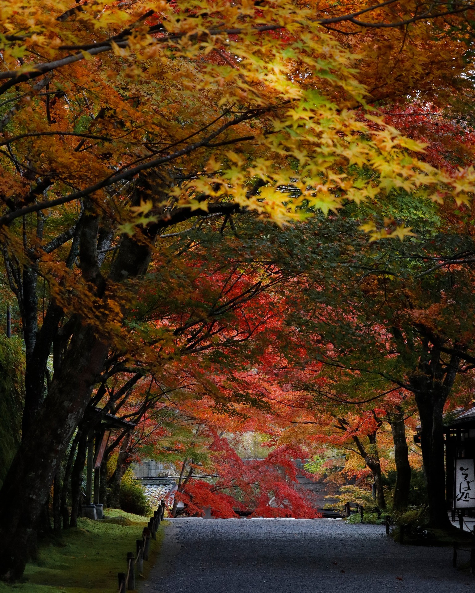 京都大原三千院 - . 2025.11.18 大原の紅葉は見頃です 画像は三千院の参拝口である御殿門の門前にて撮影しました #三千院 #三千 ...