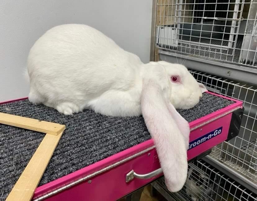 Little - 🐇 Fun Facts: 1 - Rabbits have 24 ribs (the same number as ...