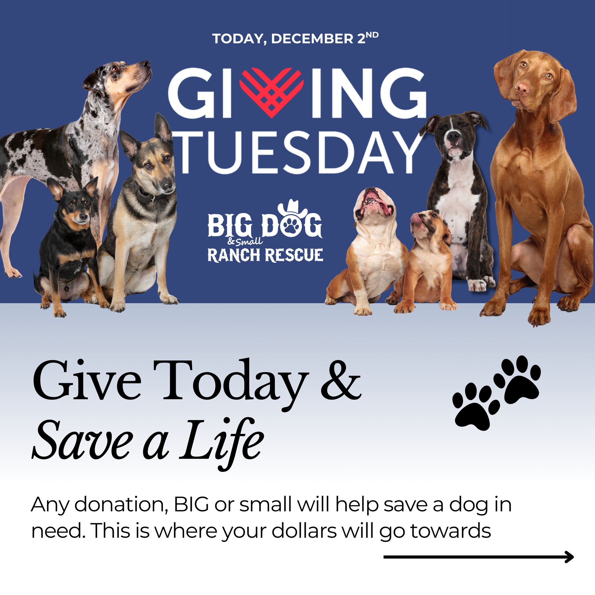 Big Dog Ranch Rescue added a new photo. - Big Dog Ranch Rescue
