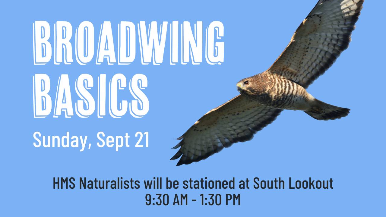 Hawk - Round out International Hawk Migration Week and peak broadwing ...