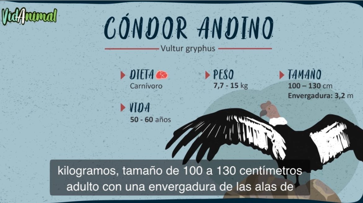 Condor Soccer Jacksonville