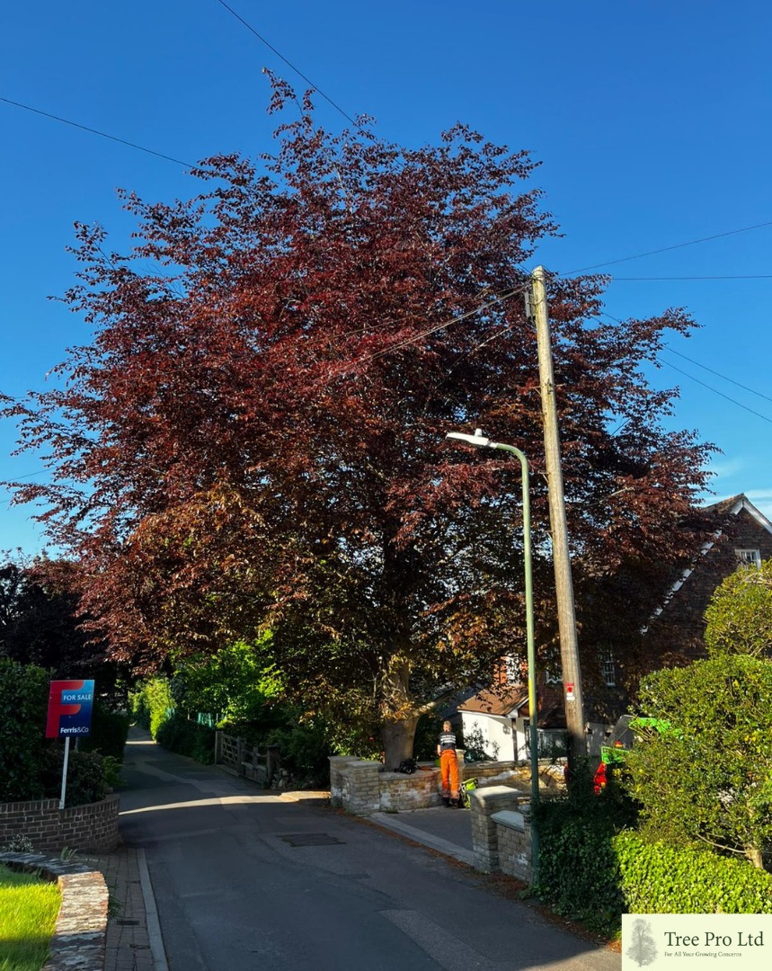 Tree Pro Ltd | Maidstone