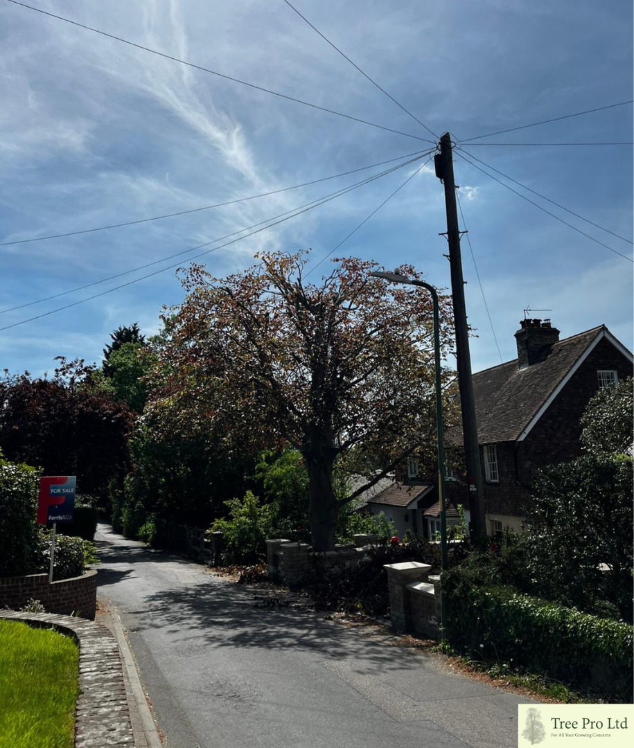 Tree Pro Ltd | Maidstone
