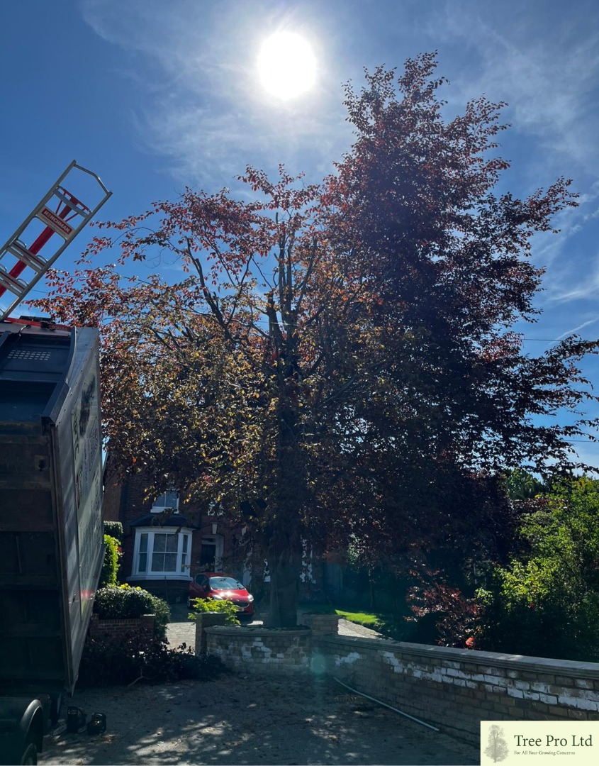Tree Pro Ltd | Maidstone