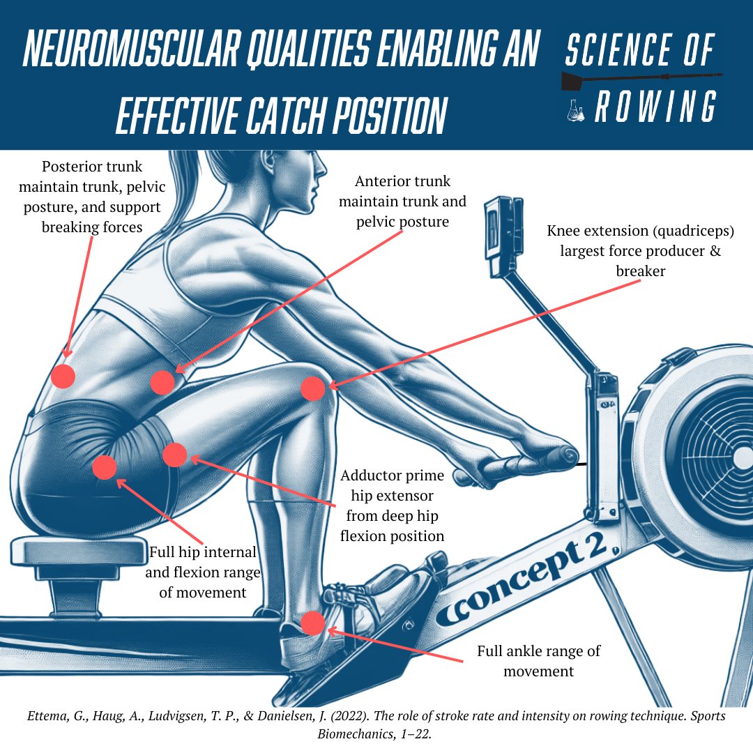 🎯 New insights explore how stroke rate... - Science of Rowing | Facebook