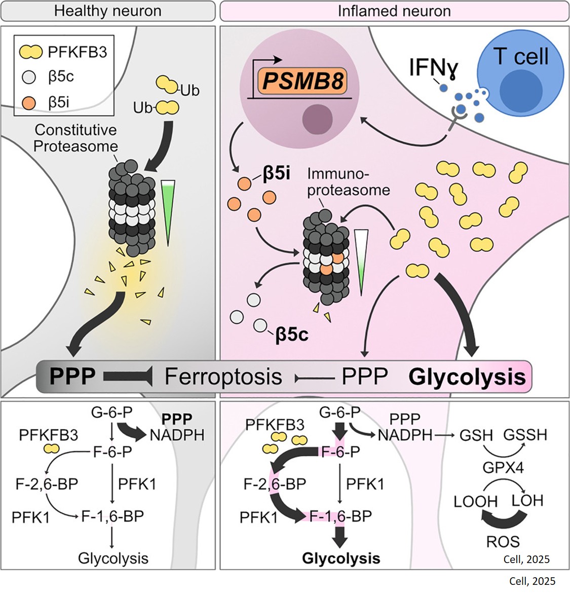 Science - Mechanism of neuroinflammation mediated neurodegeneration in ...