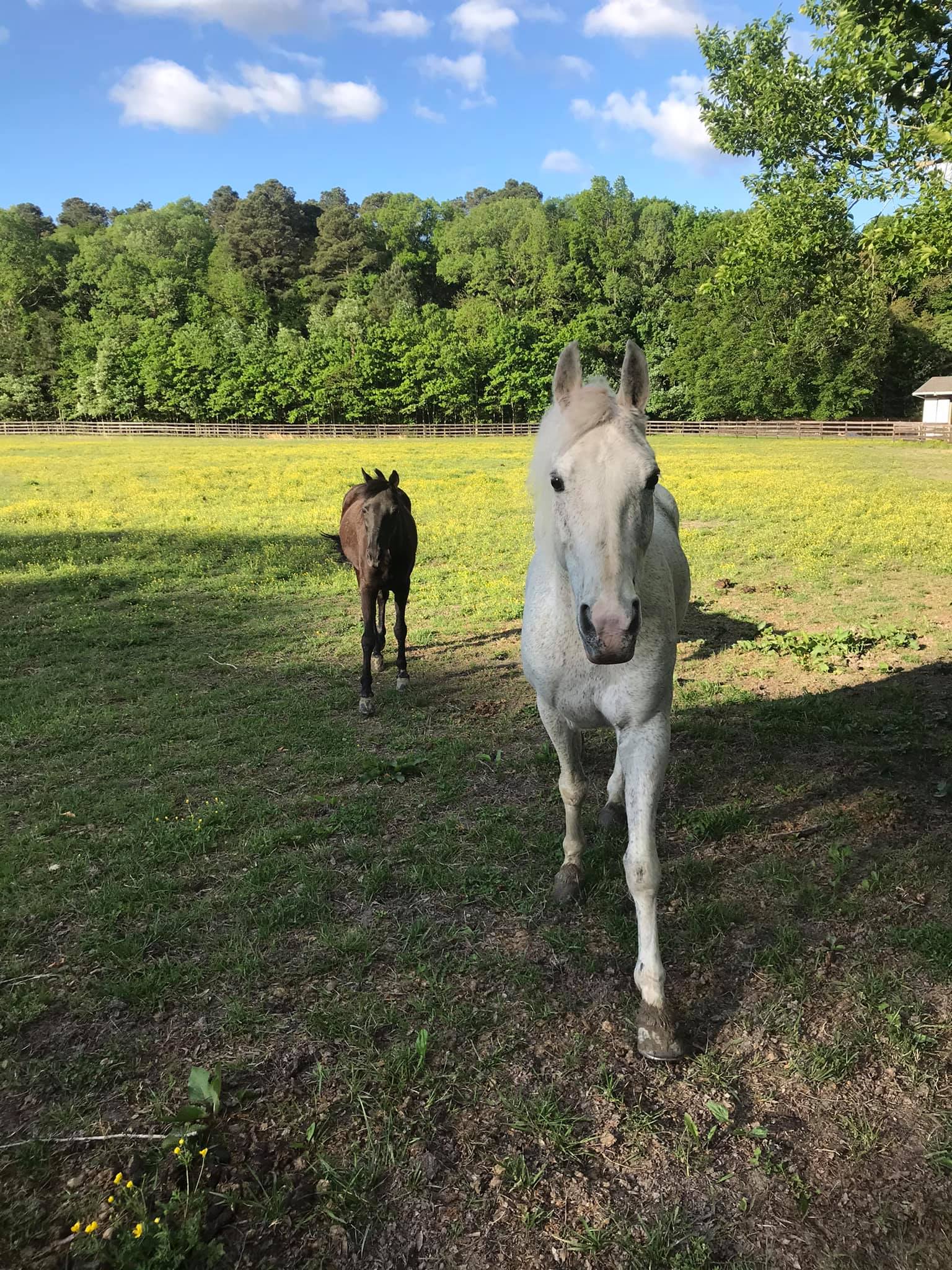 Carlton Street Stables | Baltimore MD