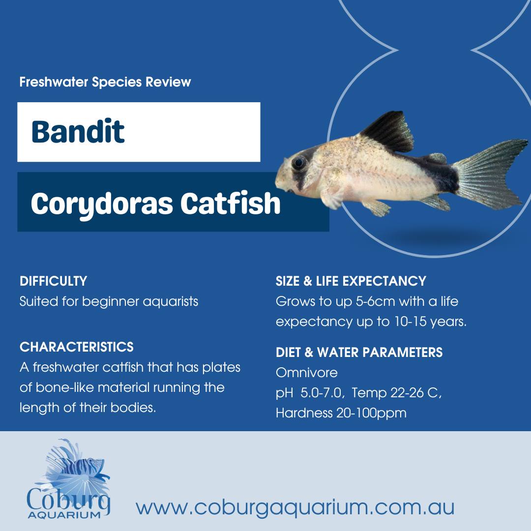 Coburg - 🐟Freshwater Species Review 🐟 We love the Bandit Corydoras ...