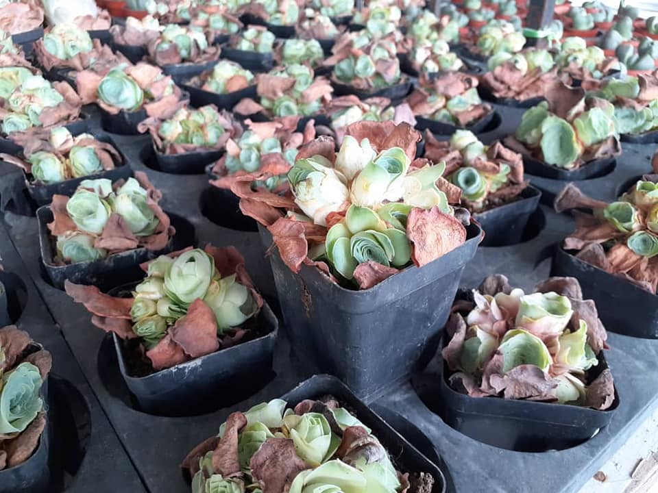 Eastern vigor nursery Ho Chi Minh City
