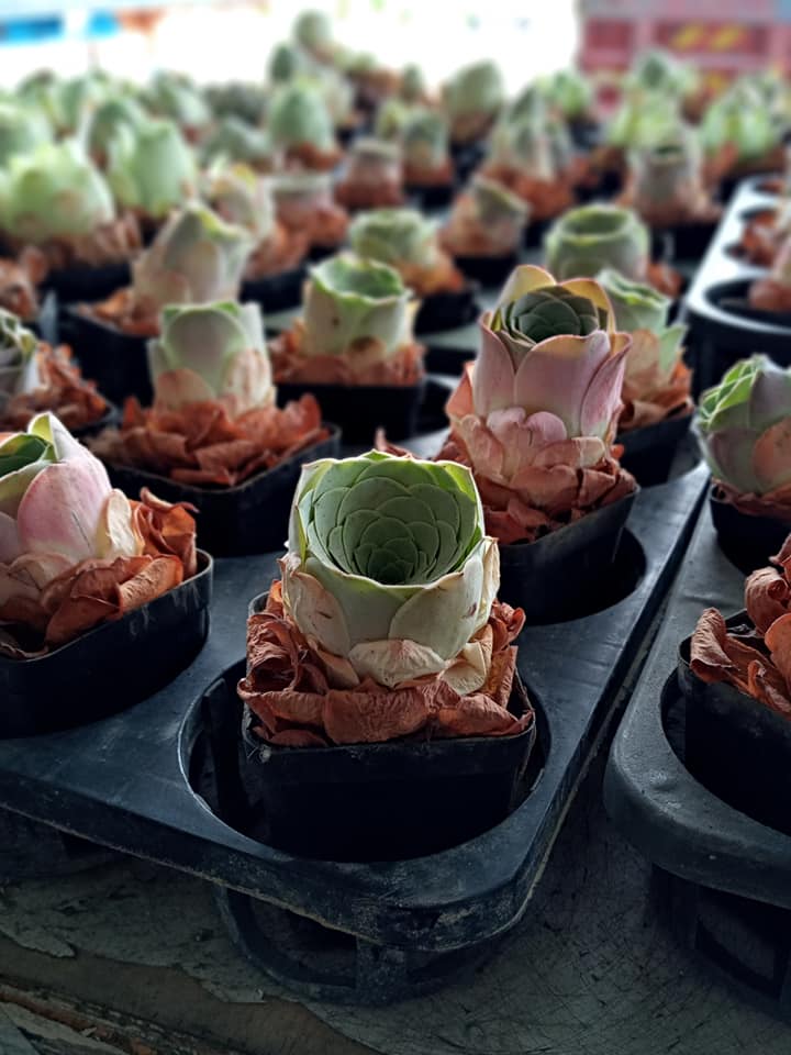 Eastern vigor nursery Ho Chi Minh City