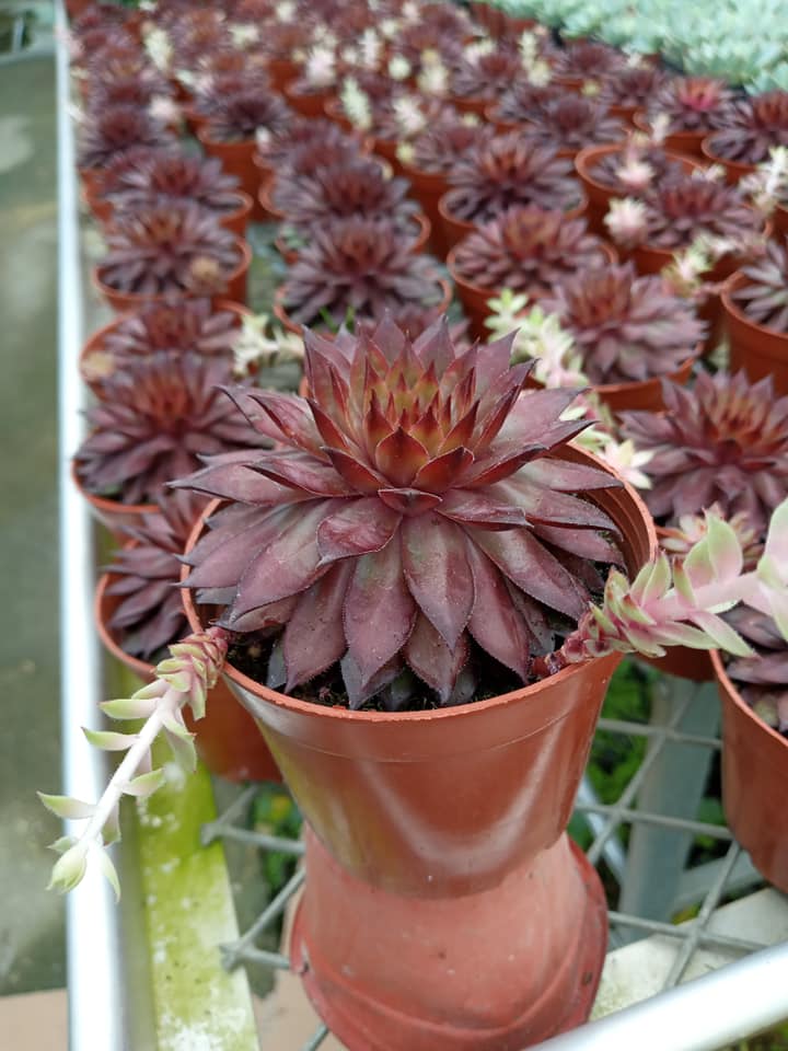 Eastern vigor nursery Ho Chi Minh City