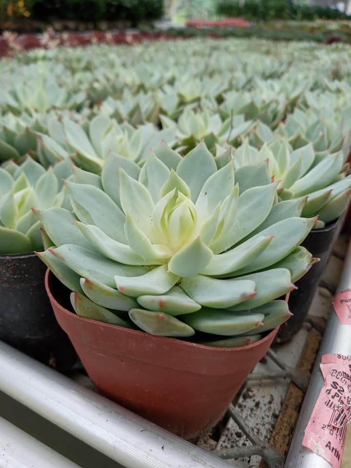 Eastern vigor nursery Ho Chi Minh City