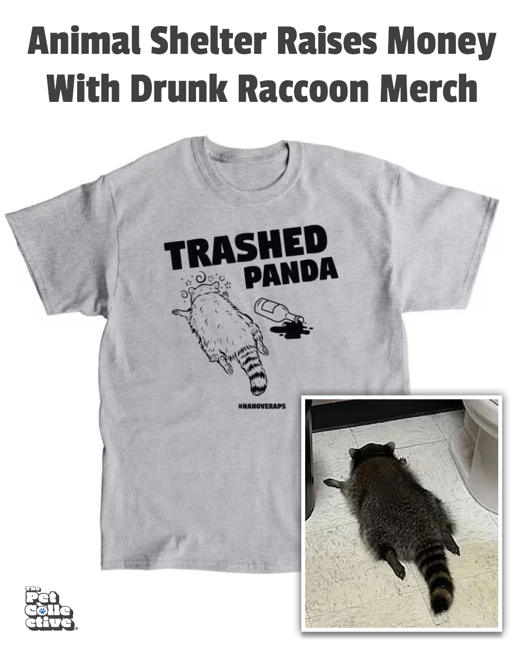 Try - The drunk raccoon responsible for raiding a liquor store in ...