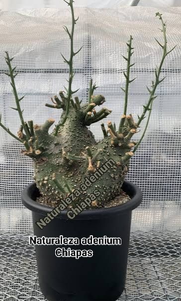 Naturaleza - Adenia globosa es una especie de planta con flores de la ...