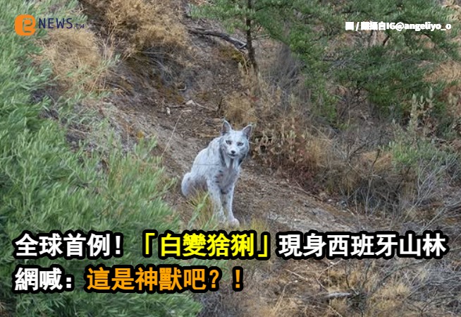寵物資訊粉絲團 - 🌟傳說中的「白變」神獸現身！全球首例伊比利亞猞猁夢幻登場 你相信童話裡的精靈真的存在嗎？西班牙南部山區最近就出現一隻讓全 ...