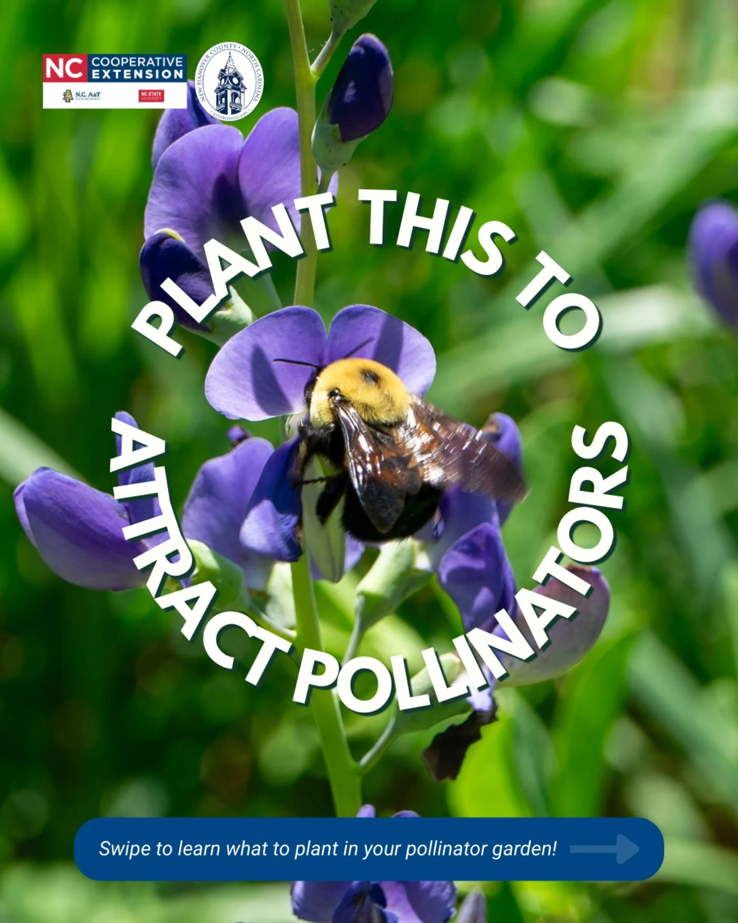 🐝 Want to attract pollinators like bees and butterflies to your yard ...