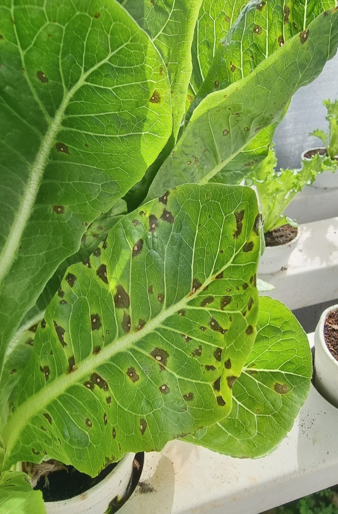 Katanim - FUNGUS ALERT on LETTUCE? Here's what you need to... | Facebook