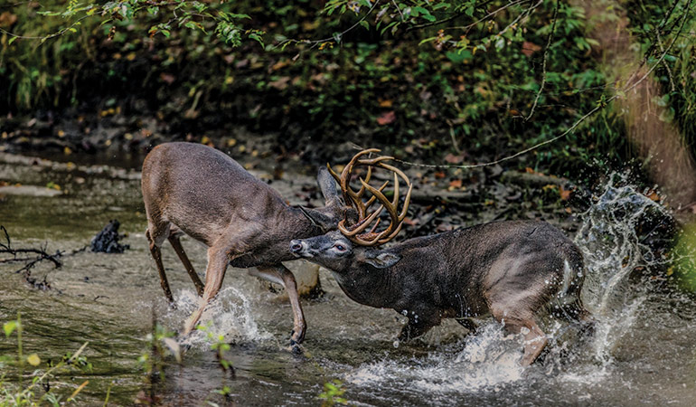 HUNTING - Challenging the Lock-Down with Rattling The biggest risk can ...