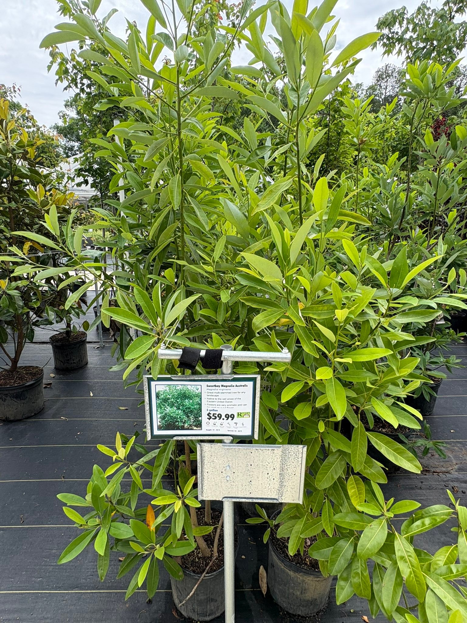 Rivers Greenhouse... - Rivers Greenhouse and Garden-Brandon