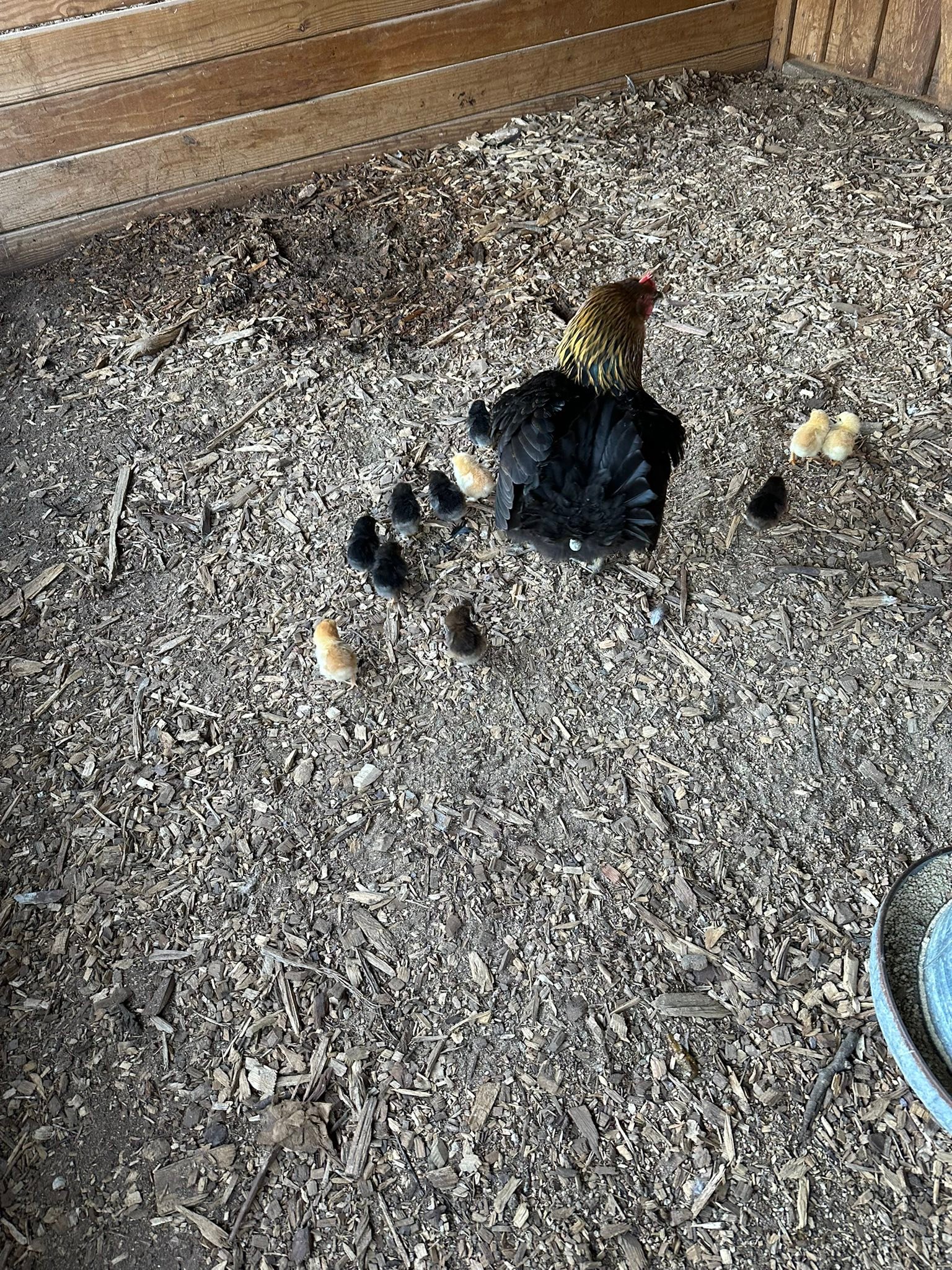 オウ OH YA , SANTA CLAUS HAS BROUGHT ME SOME CHICKS Free range chickens