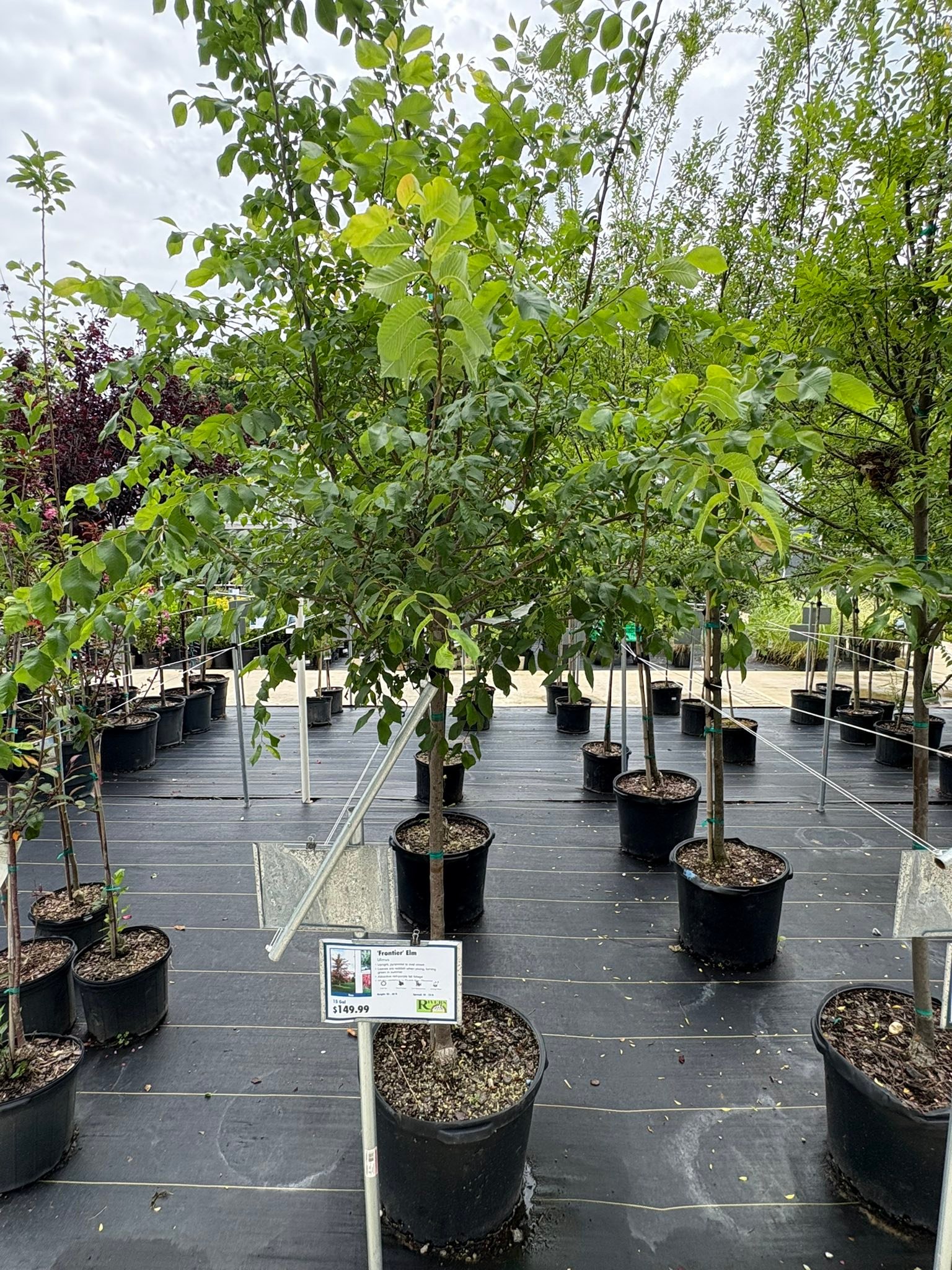 Rivers Greenhouse... - Rivers Greenhouse and Garden-Brandon