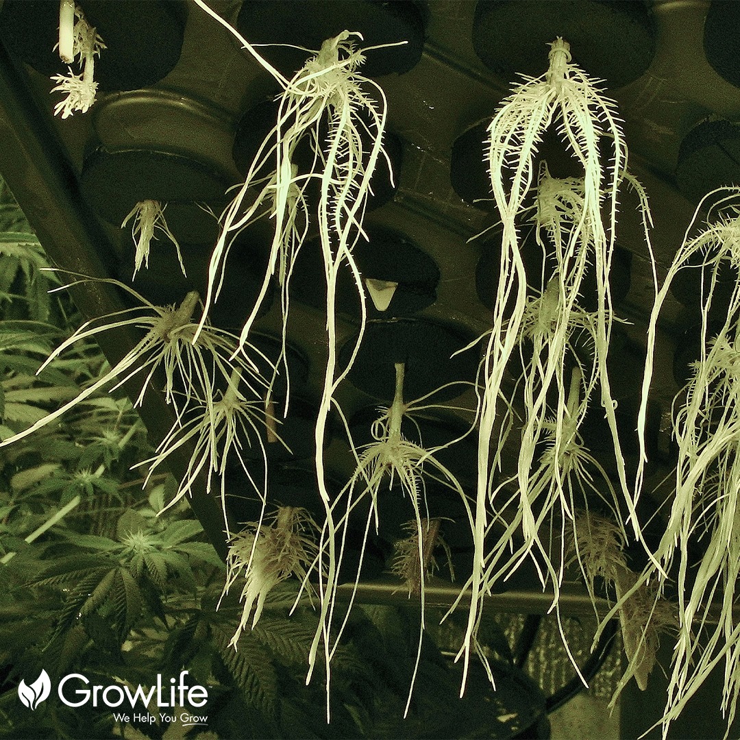 Growlife Inc. | Sacramento CA