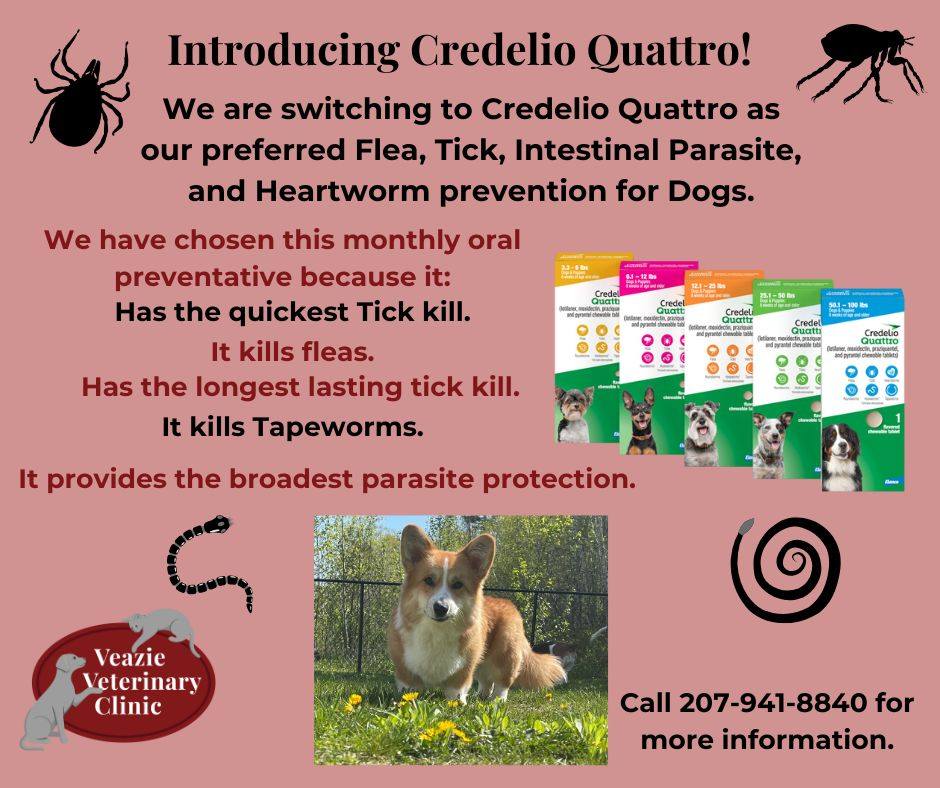 Veazie - https://my.elanco.com/us/credelio-quattro | Facebook