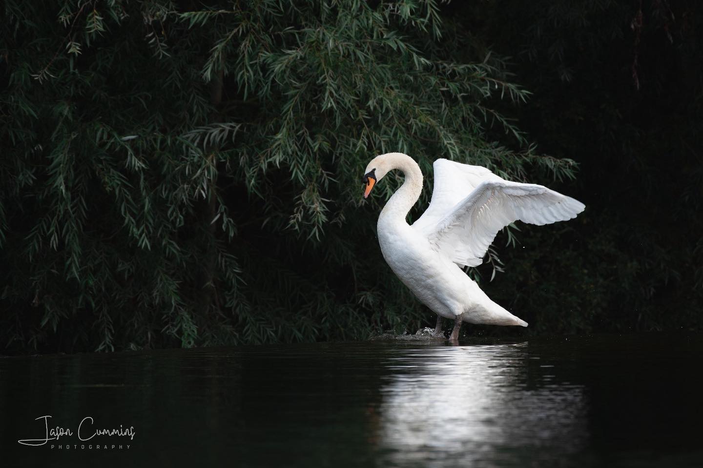 A huge congratulations to Jason... - Nature Network Ireland | Facebook