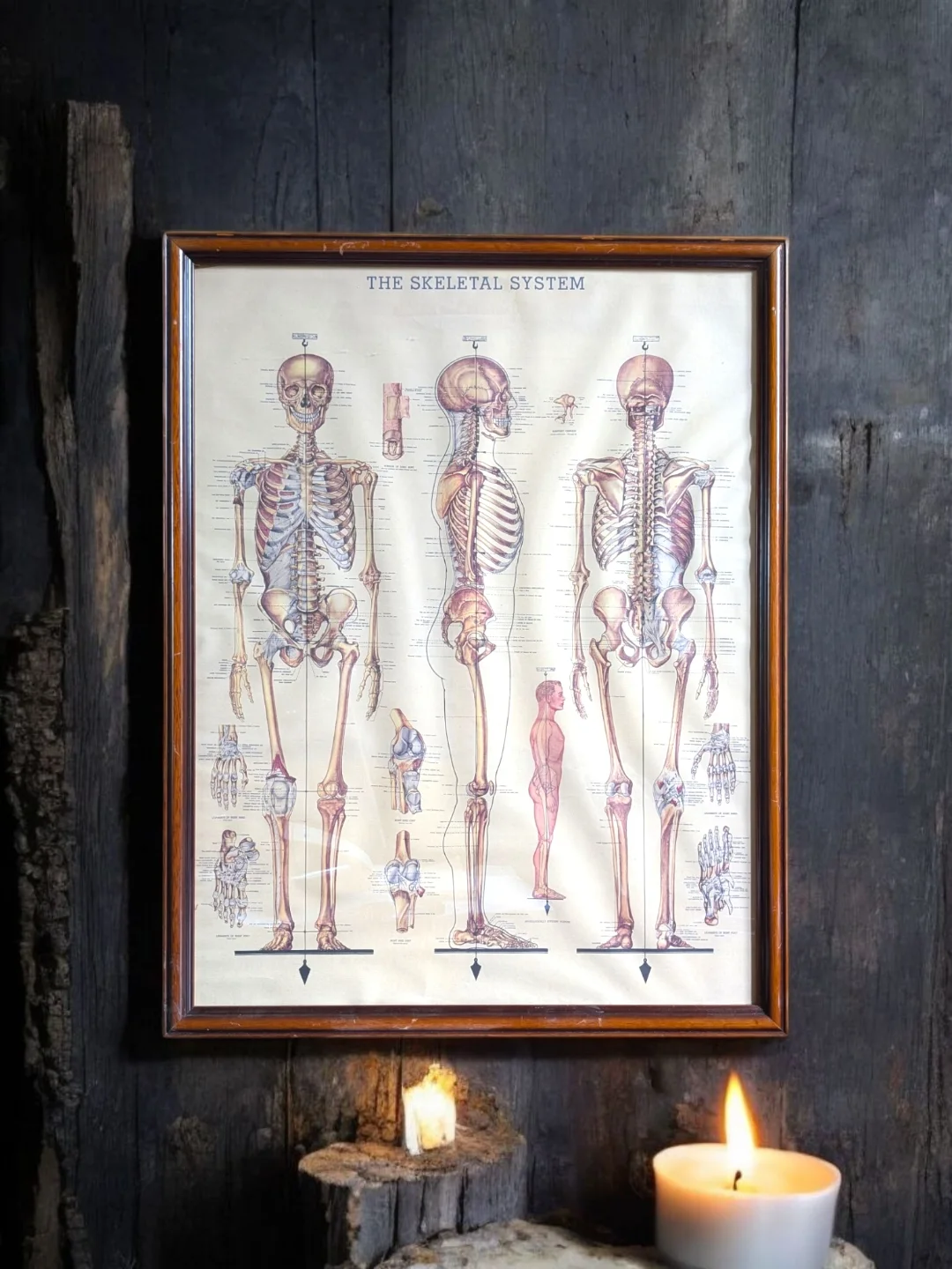 Old - Vintage Framed Skeletal System Anatomy Chart – Educational ...