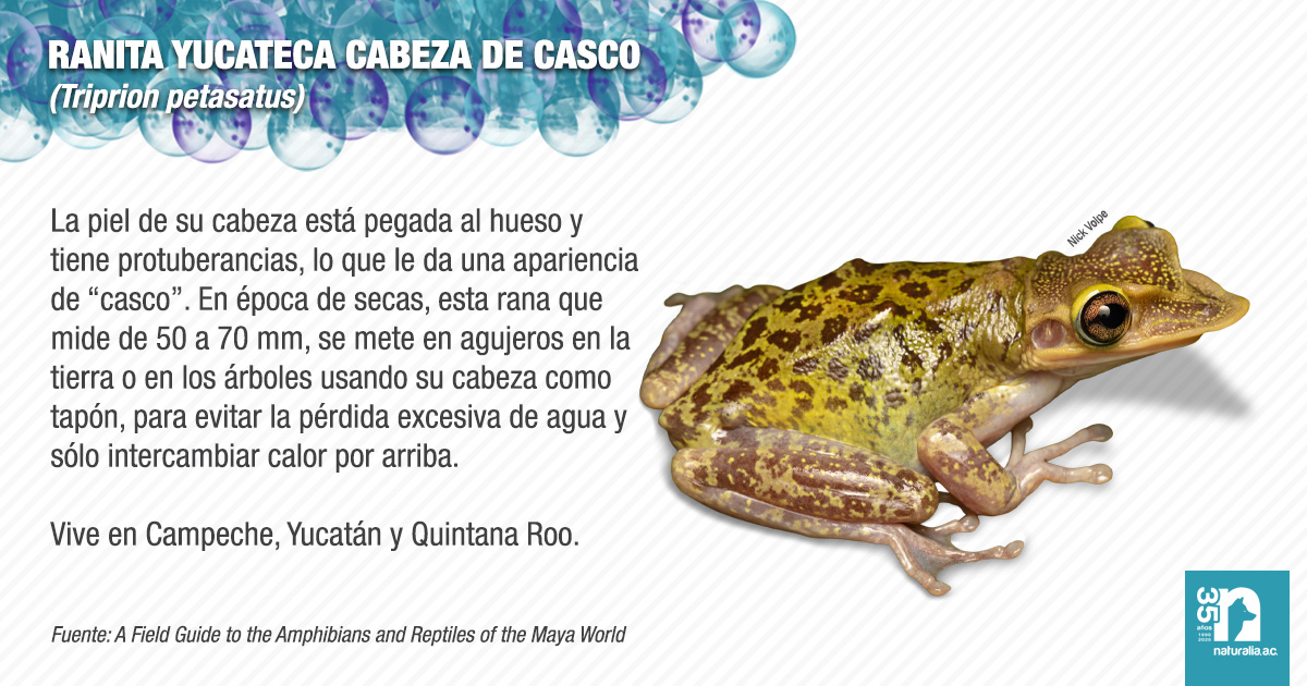Naturalia, A.C. - 🐸 Ranita yucateca cabeza de casco... | Facebook