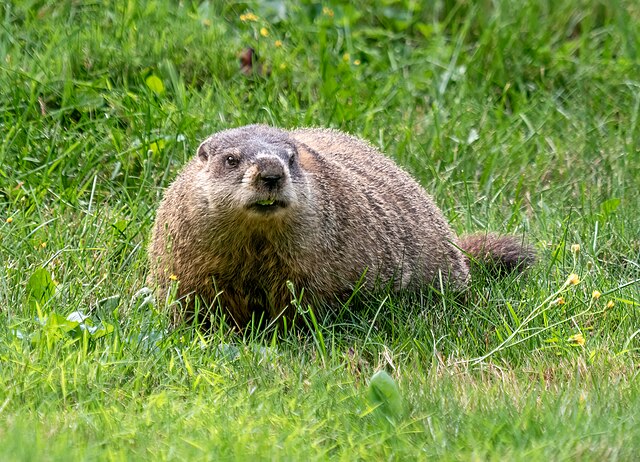 Wildlife - #FunFactFriday After successfully being able to transfer out ...