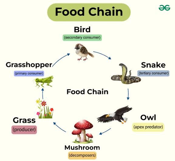 What is a food chain in genetics?