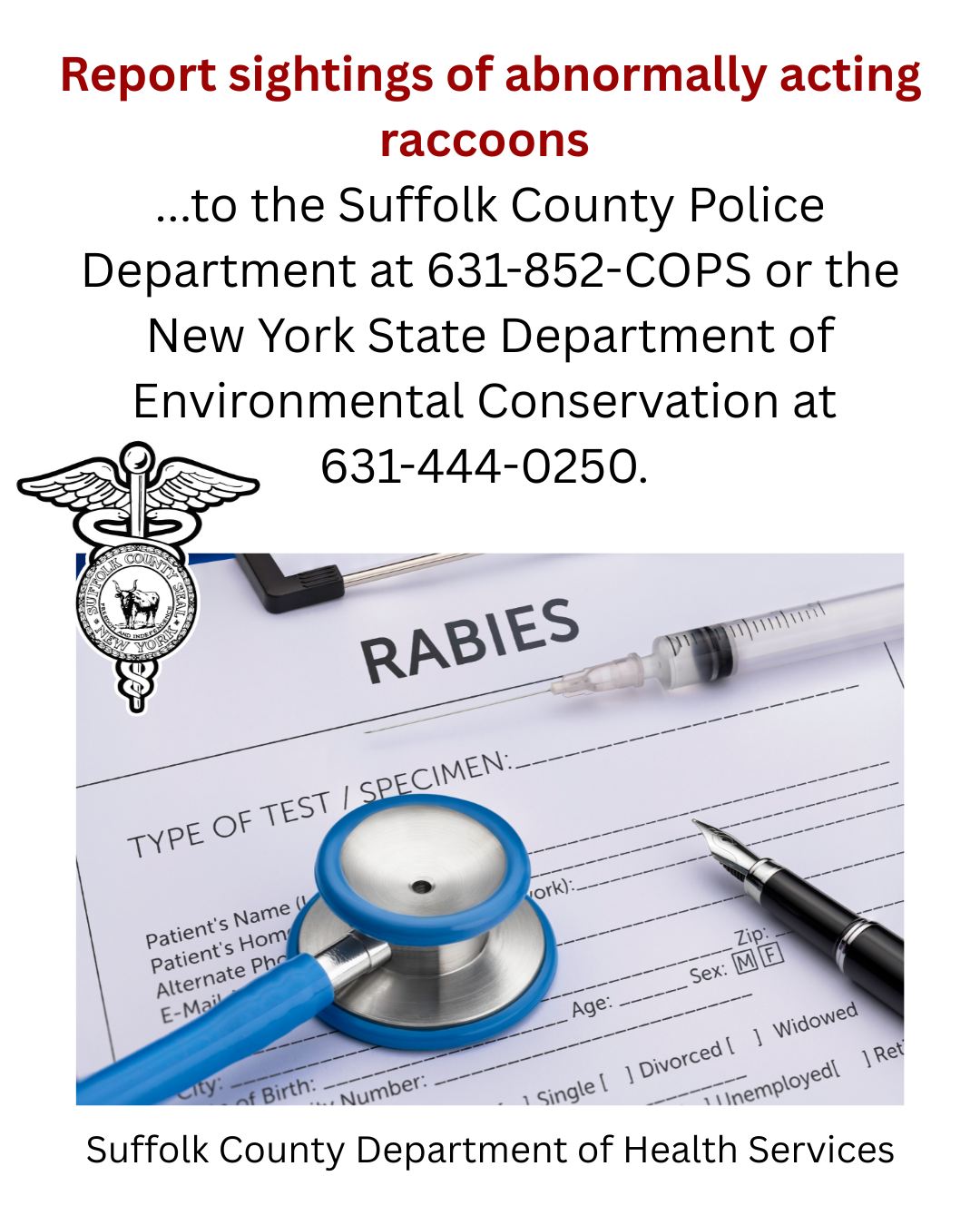 Suffolk - A sick raccoon found in Wyandanch on October 21 and another ...