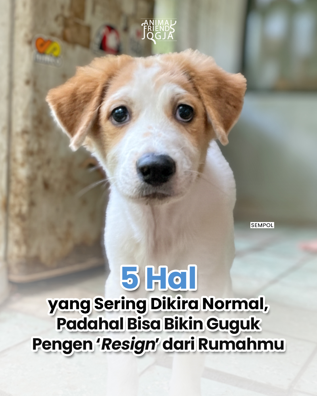 Kadang yang bikin guguk stres... - Animal Friends Jogja [AFJ] | Facebook