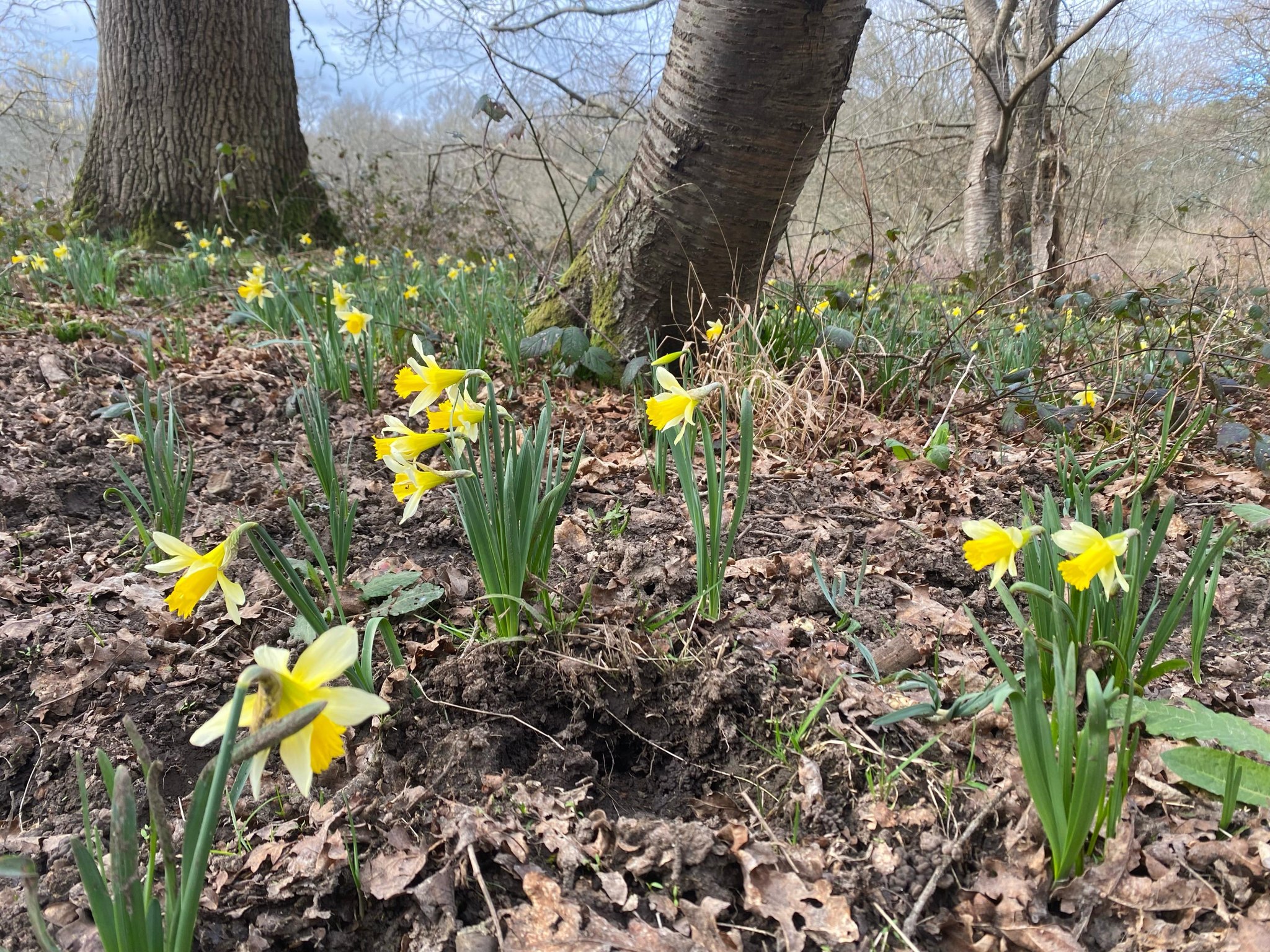 Knepp Wilding - What's your favourite sign of spring? A... | Facebook