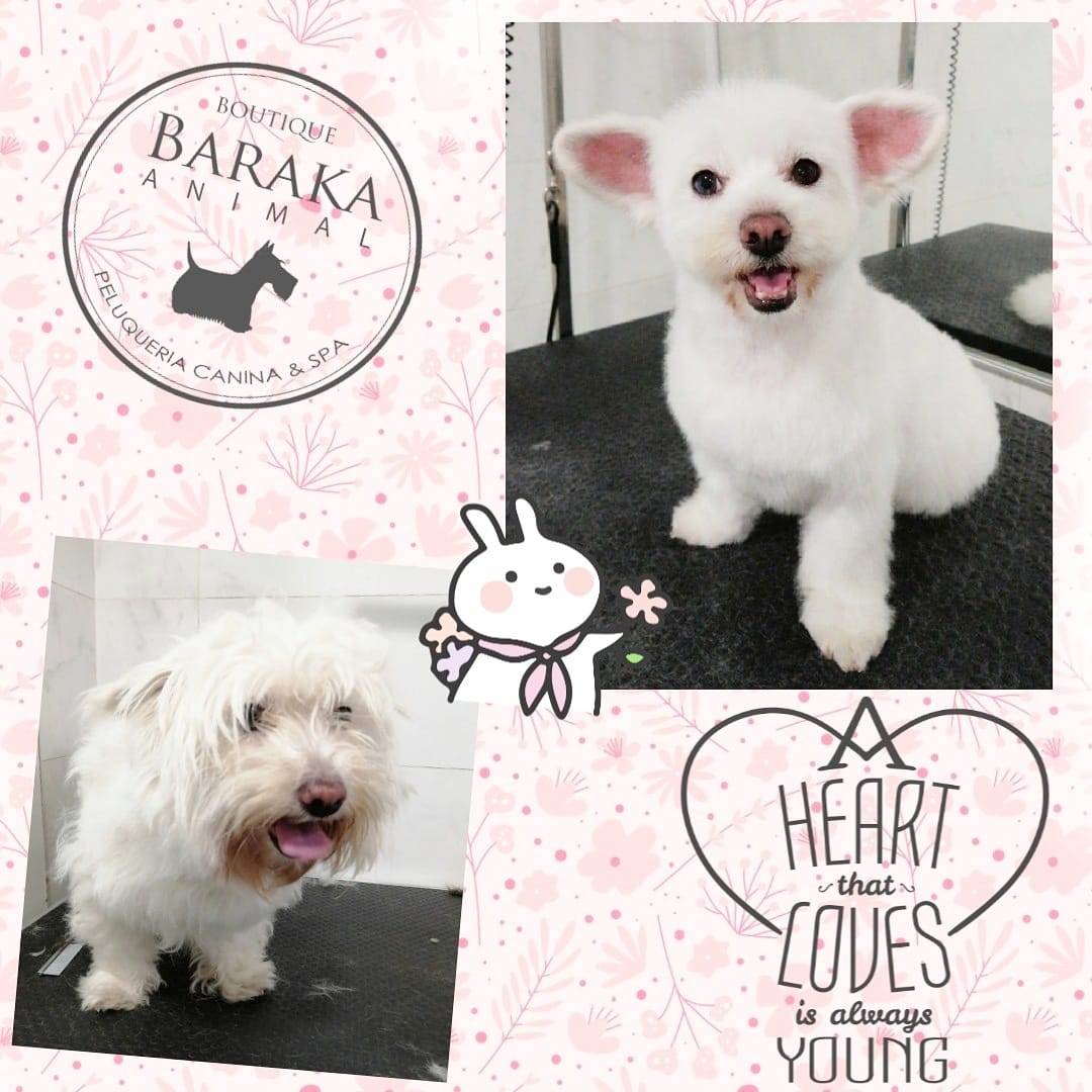 🐭 ️La... - Baraka Animal - Boutique Peluquería Canina & Spa