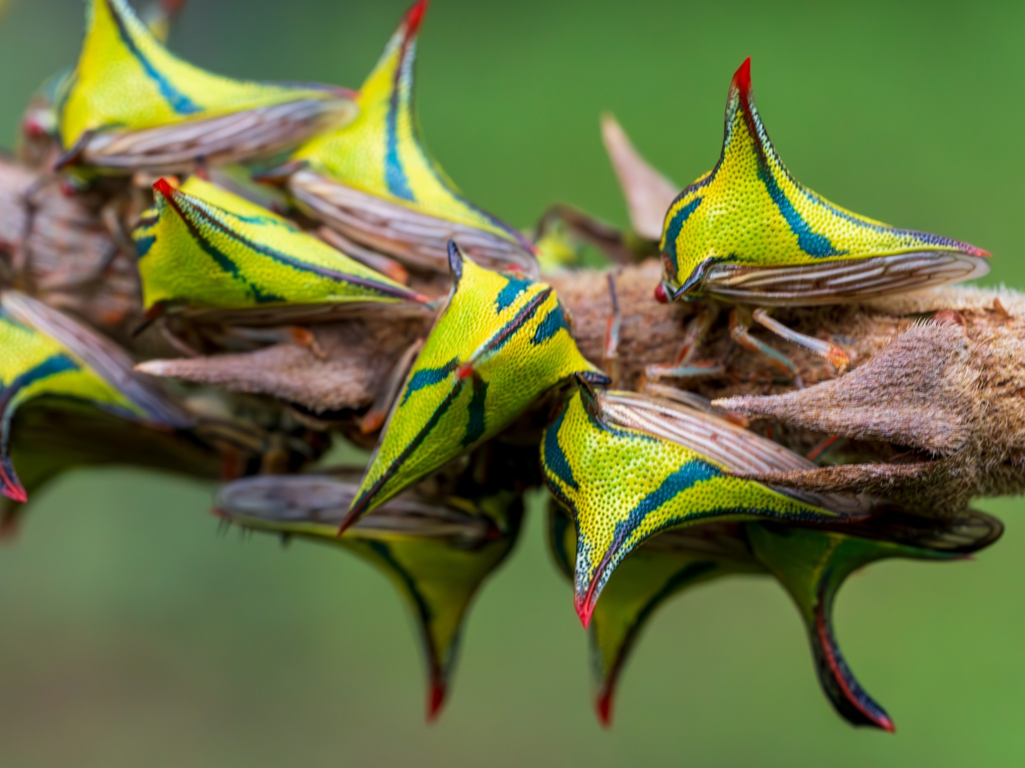 Science - Thorn Treehoppers taking over this branch! Female thorn ...