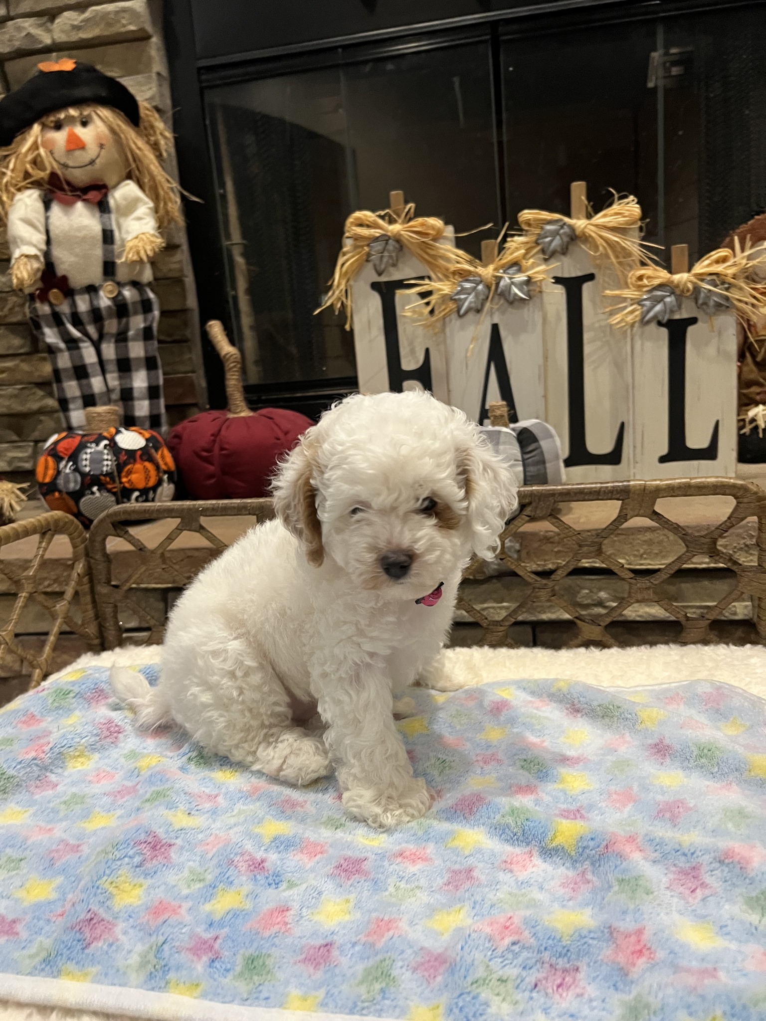 Today's Pet of the Day is an 8-week-old Toy Poodle named Rosie