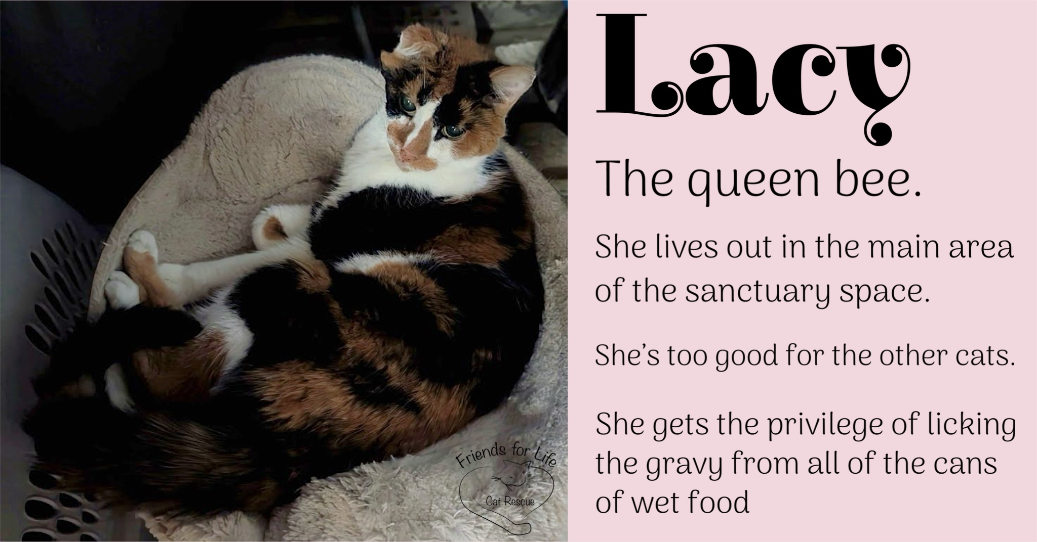 Say hello to Lacy! In 2026,... - Friends For Life Cat Rescue | Facebook