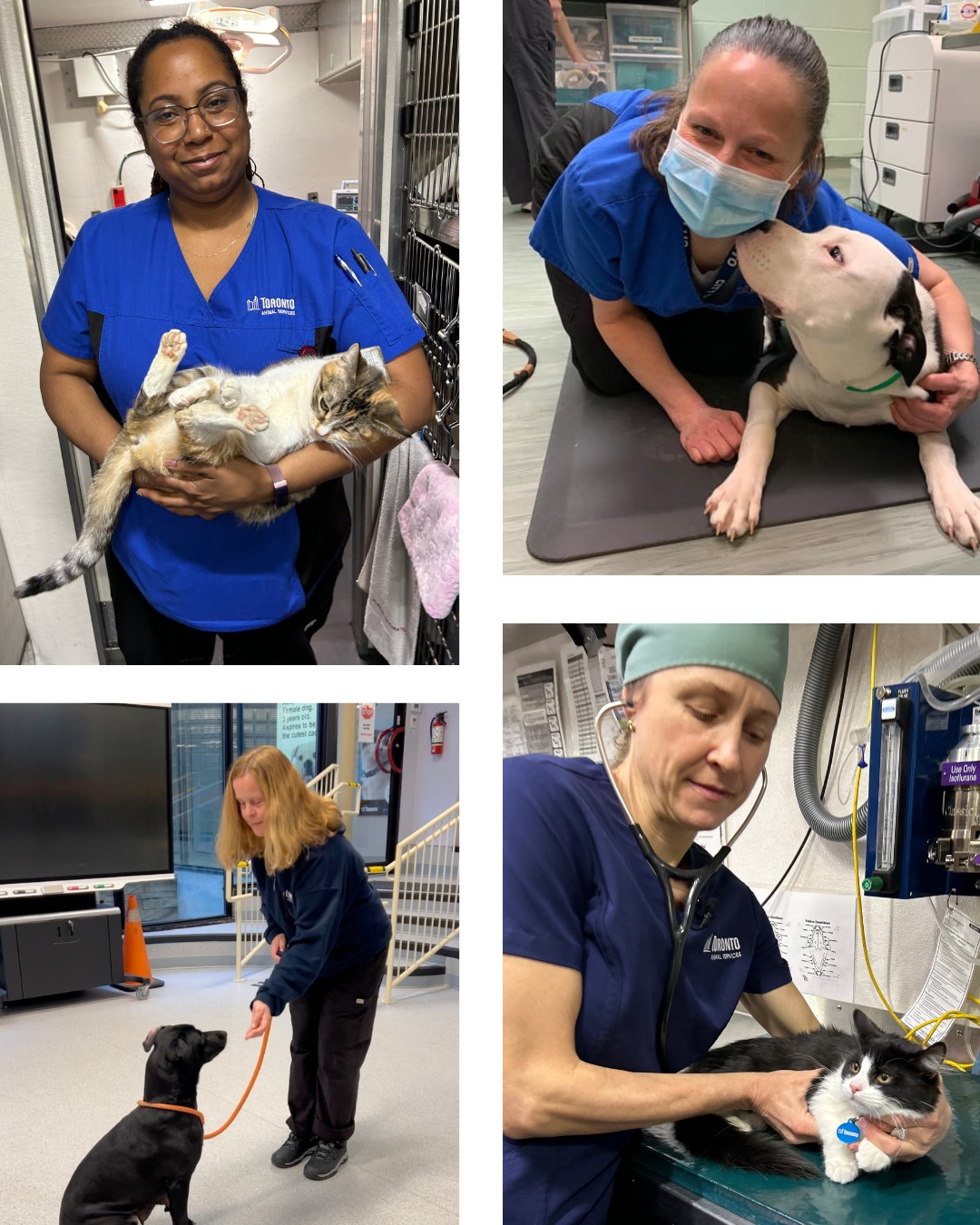 Toronto Animal Services